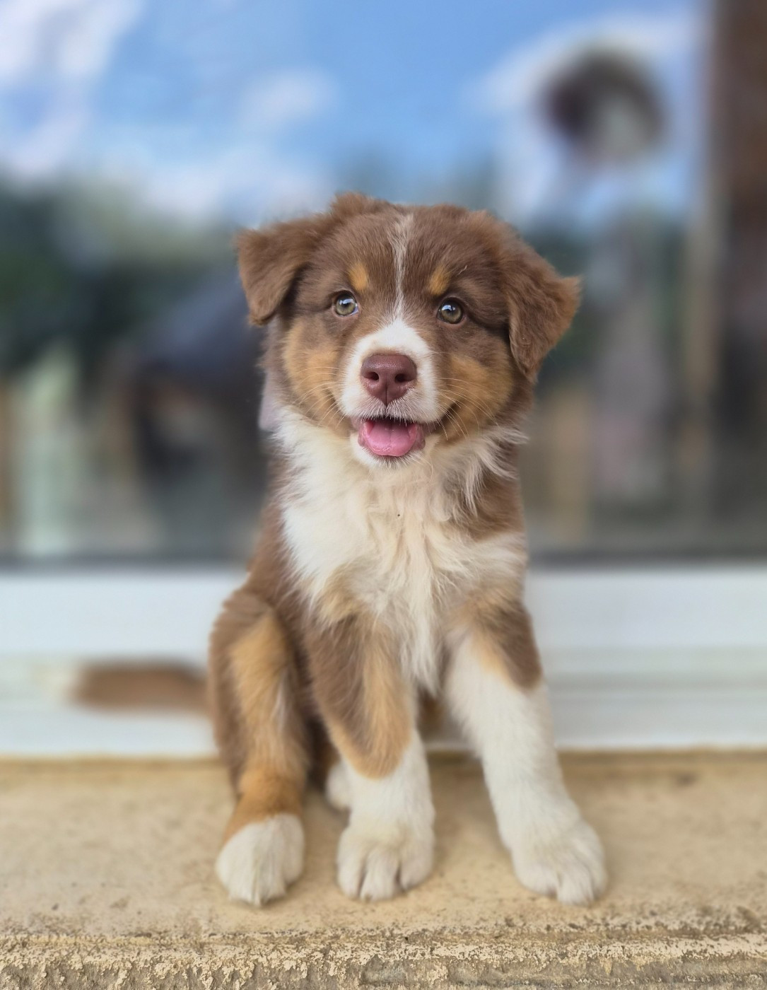 Des Princes De Malibas - Chiots disponibles - Berger Australien