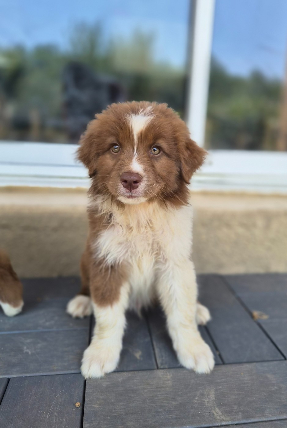 Des Princes De Malibas - Chiots disponibles - Berger Australien