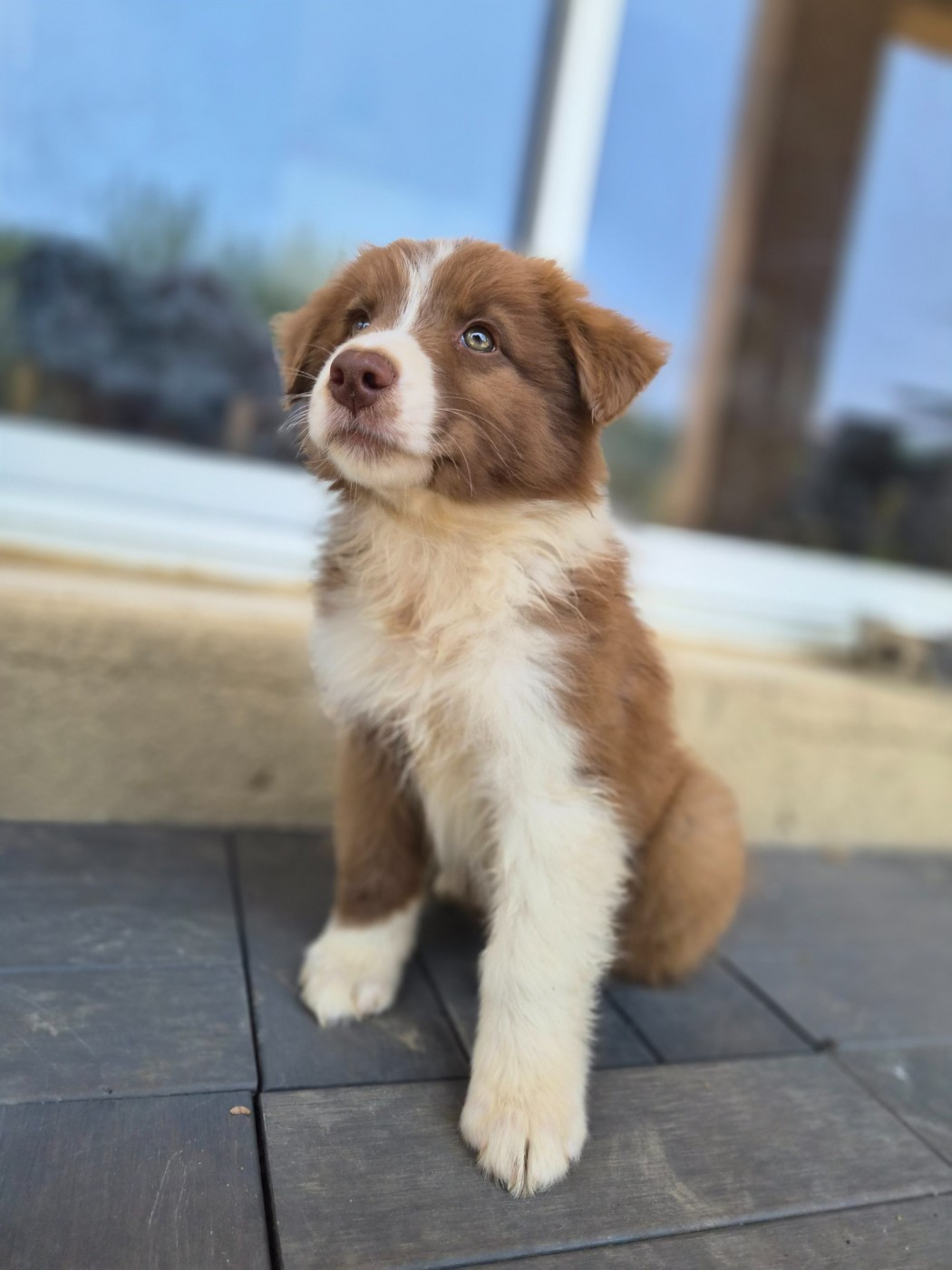 Des Princes De Malibas - Chiots disponibles - Berger Australien