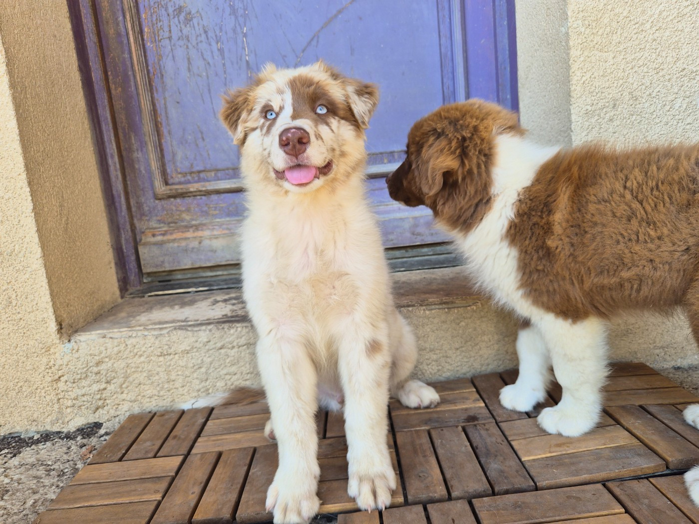 Des Princes De Malibas - Chiots disponibles - Berger Australien