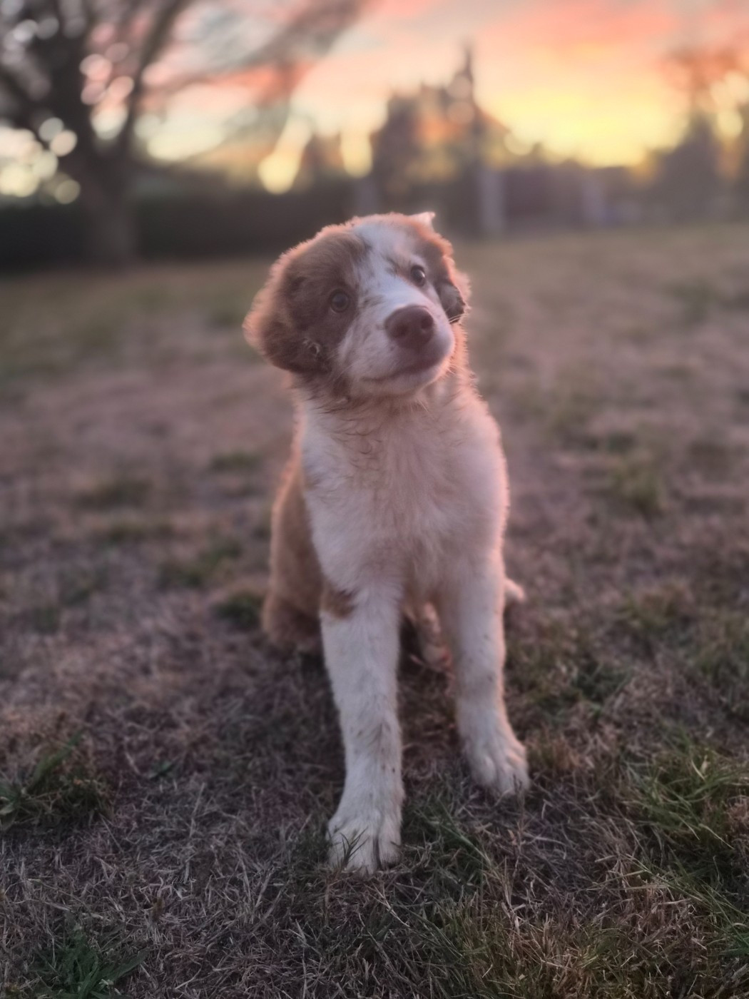 Des Princes De Malibas - Chiots disponibles - Berger Australien