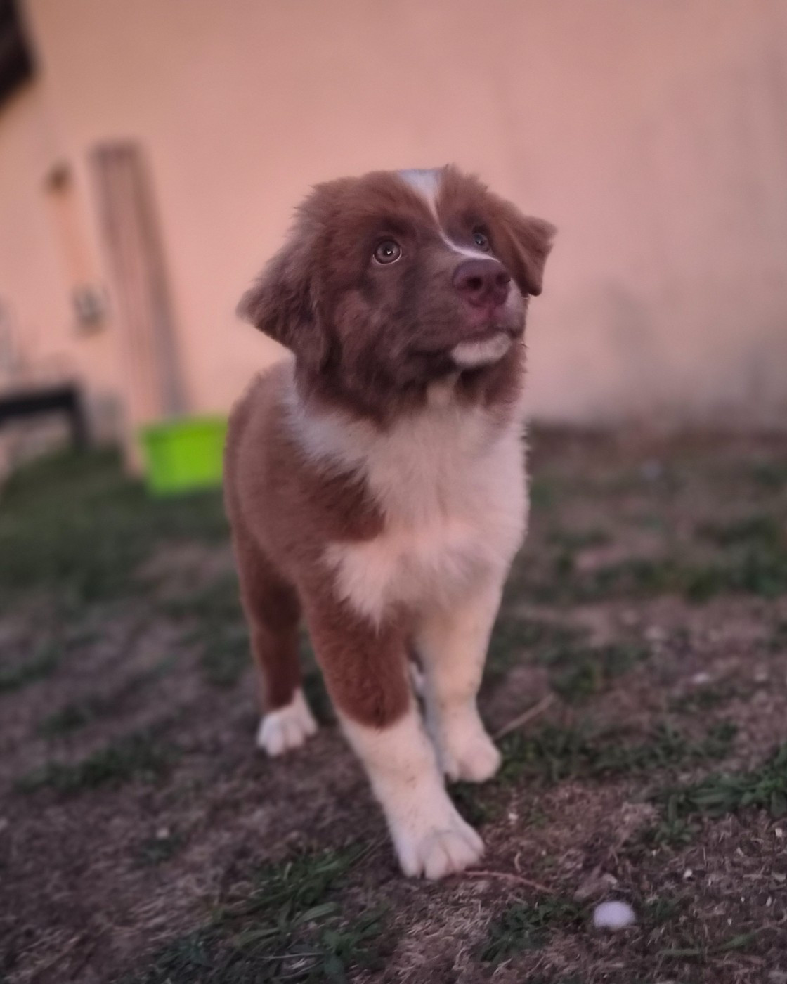 Des Princes De Malibas - Chiots disponibles - Berger Australien