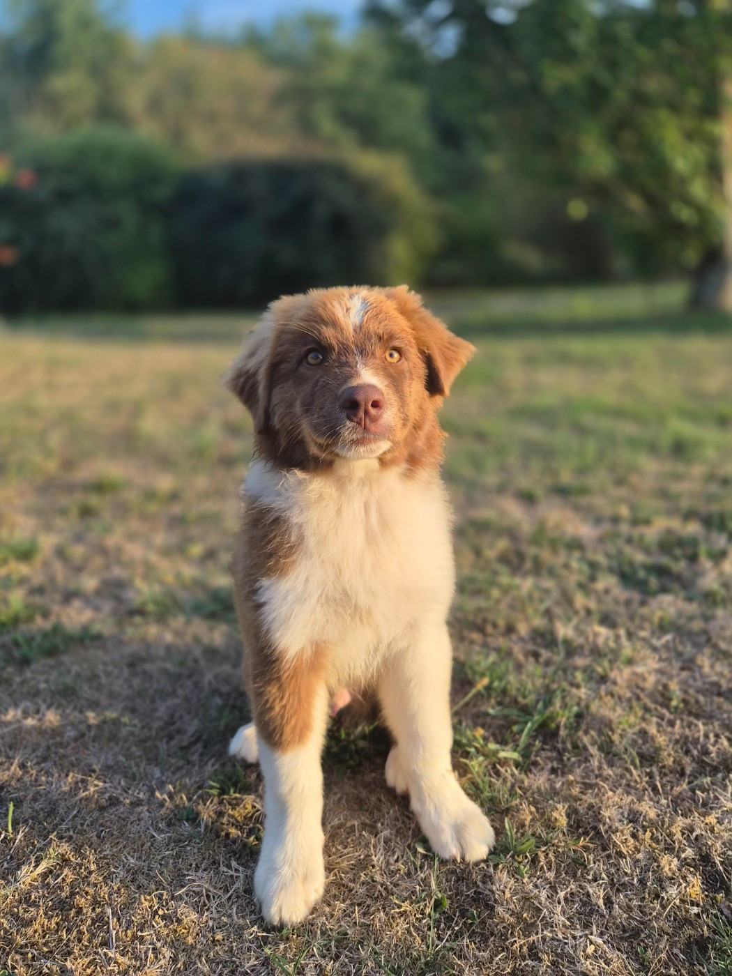 Des Princes De Malibas - Chiots disponibles - Berger Australien