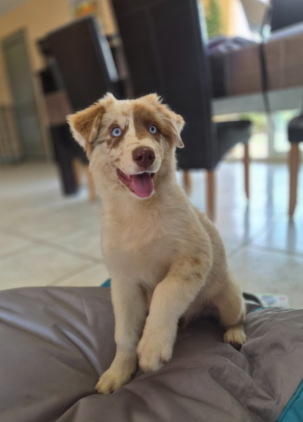 Des Princes De Malibas - Chiots disponibles - Berger Australien