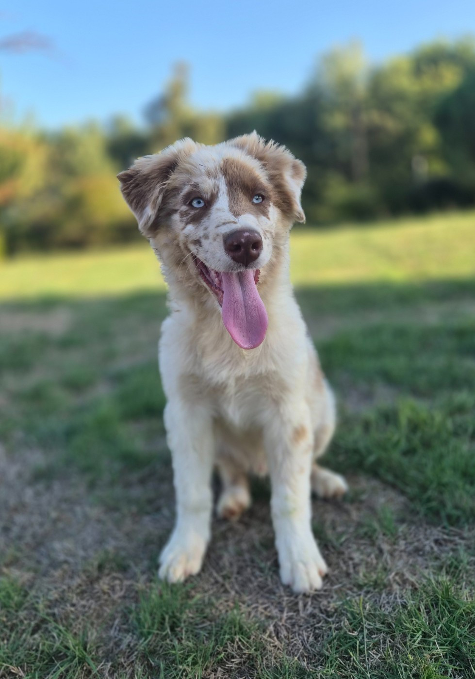 Des Princes De Malibas - Chiots disponibles - Berger Australien