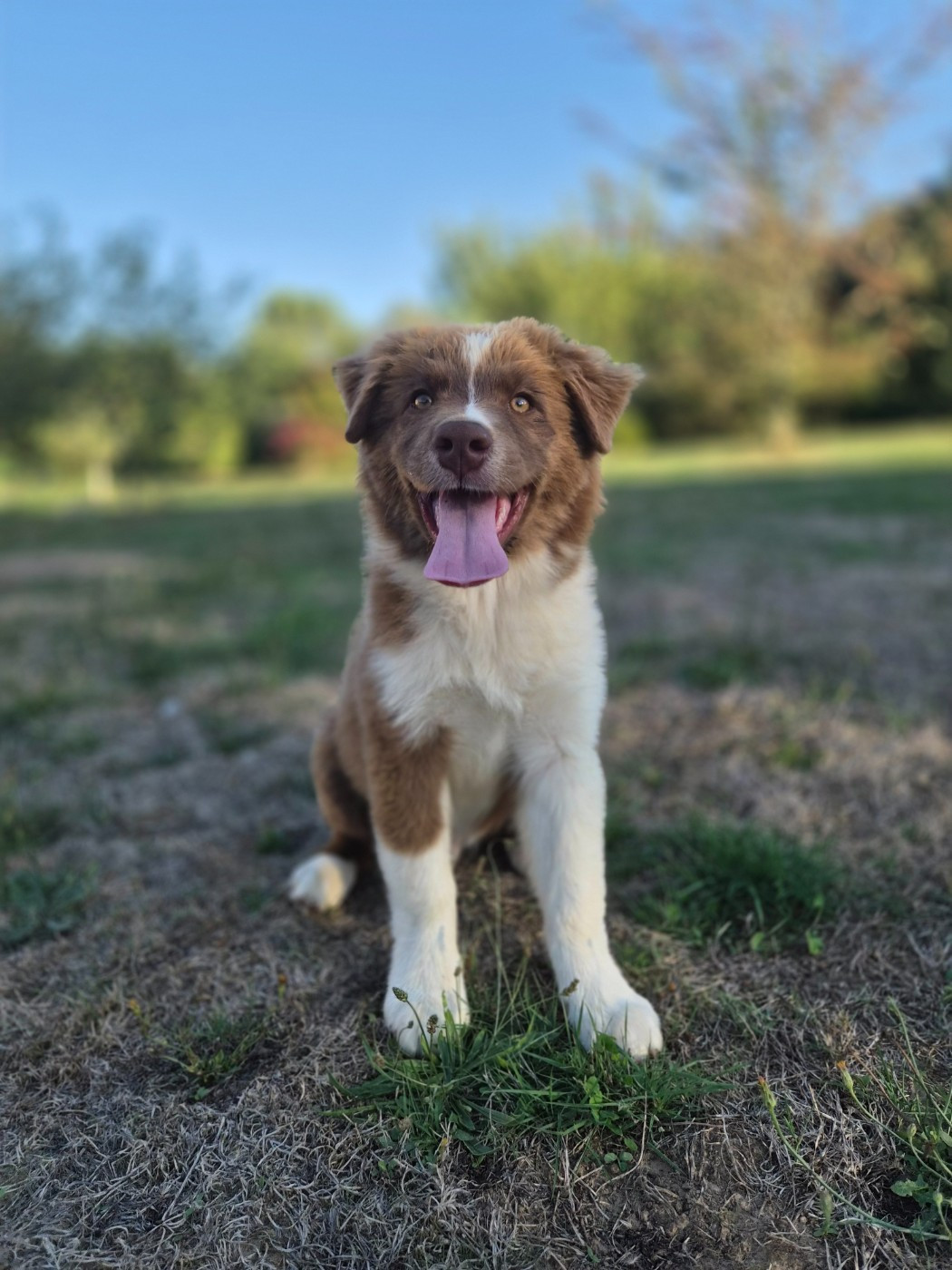 Des Princes De Malibas - Chiots disponibles - Berger Australien