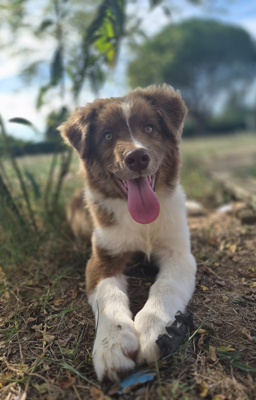 Des Princes De Malibas - Chiots disponibles - Berger Australien