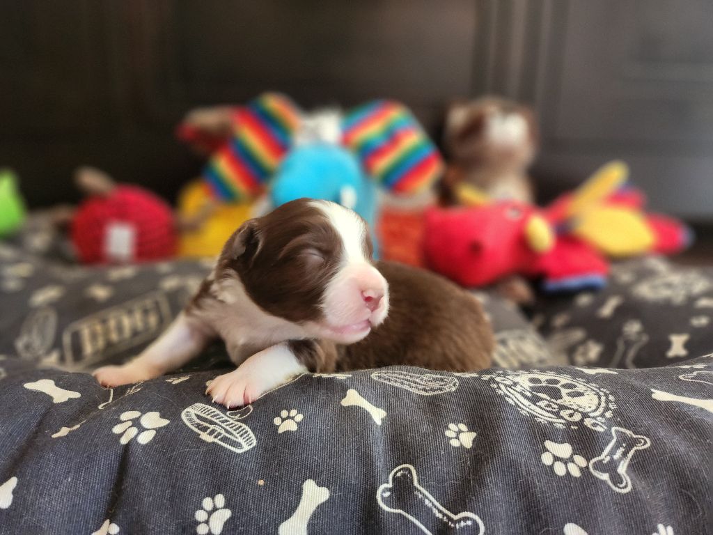 Des Princes De Malibas - Chiots disponibles - Berger Australien