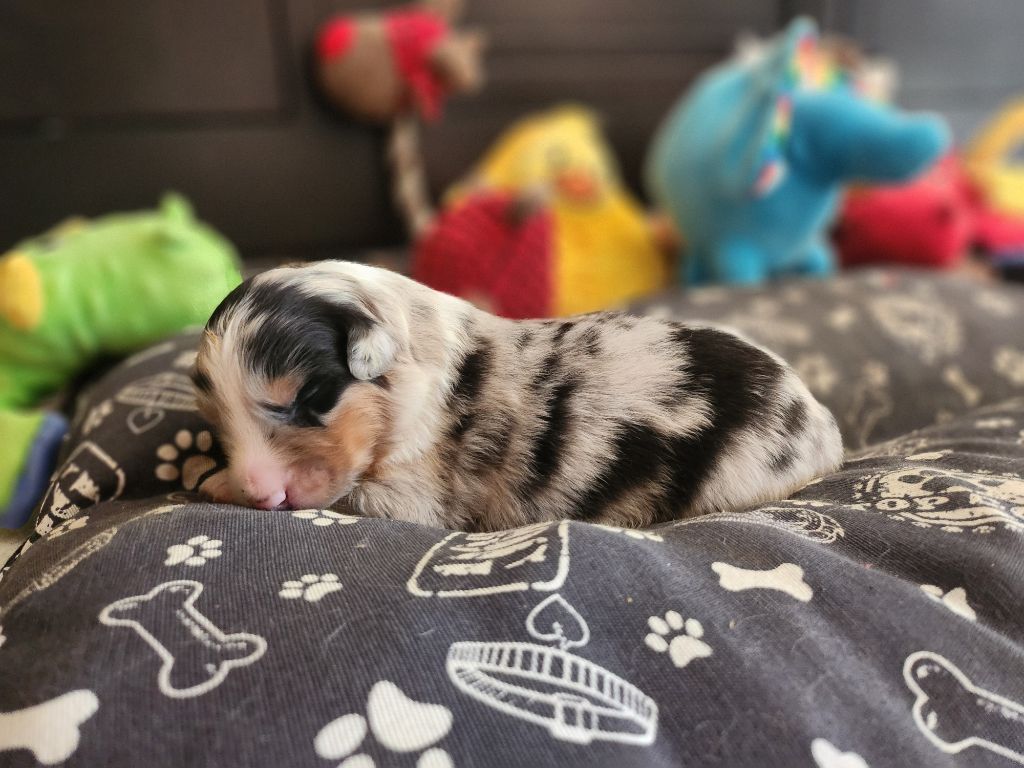 Des Princes De Malibas - Chiots disponibles - Berger Australien
