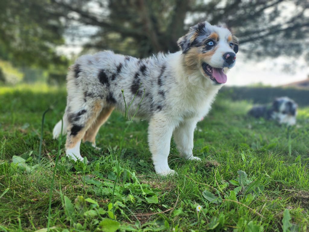 Des Princes De Malibas - Chiots disponibles - Berger Australien