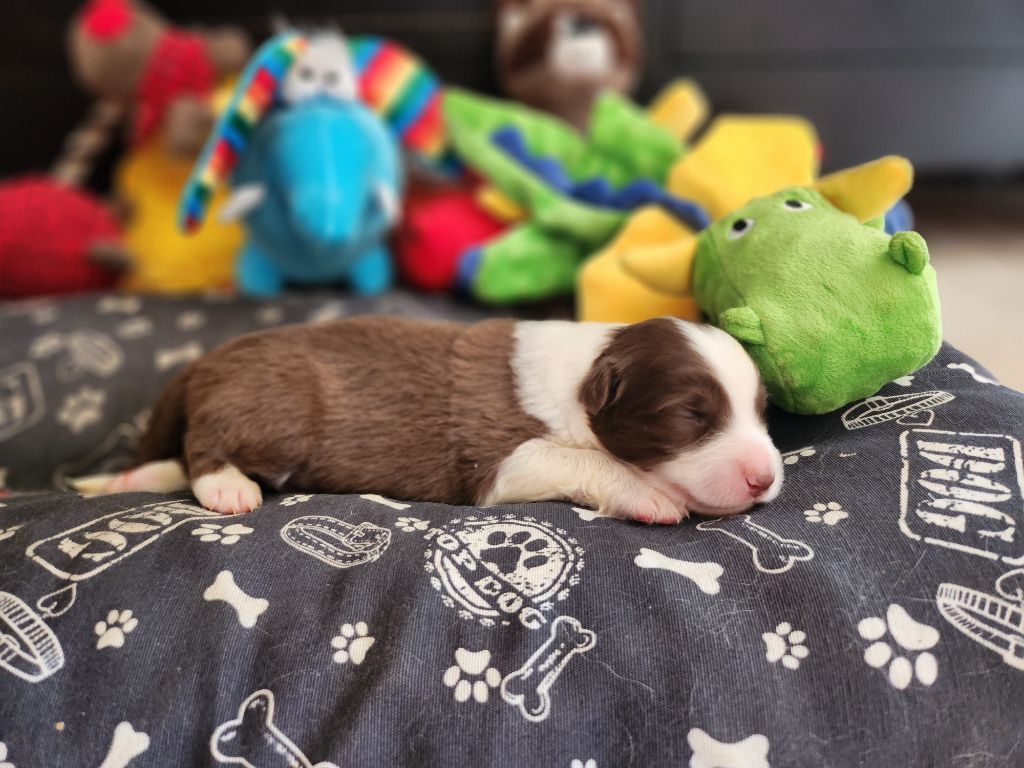 Des Princes De Malibas - Chiots disponibles - Berger Australien