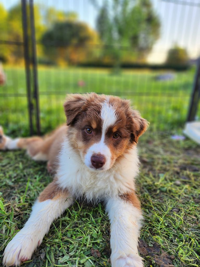 Des Princes De Malibas - Chiots disponibles - Berger Australien