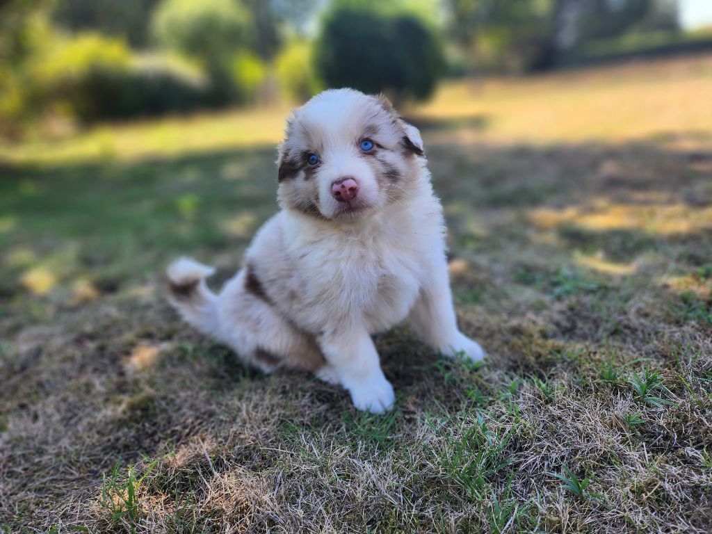 Des Princes De Malibas - Chiots disponibles - Berger Australien
