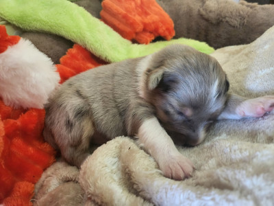 Chiot mâle 2 Bleu ou rouge dilué QL