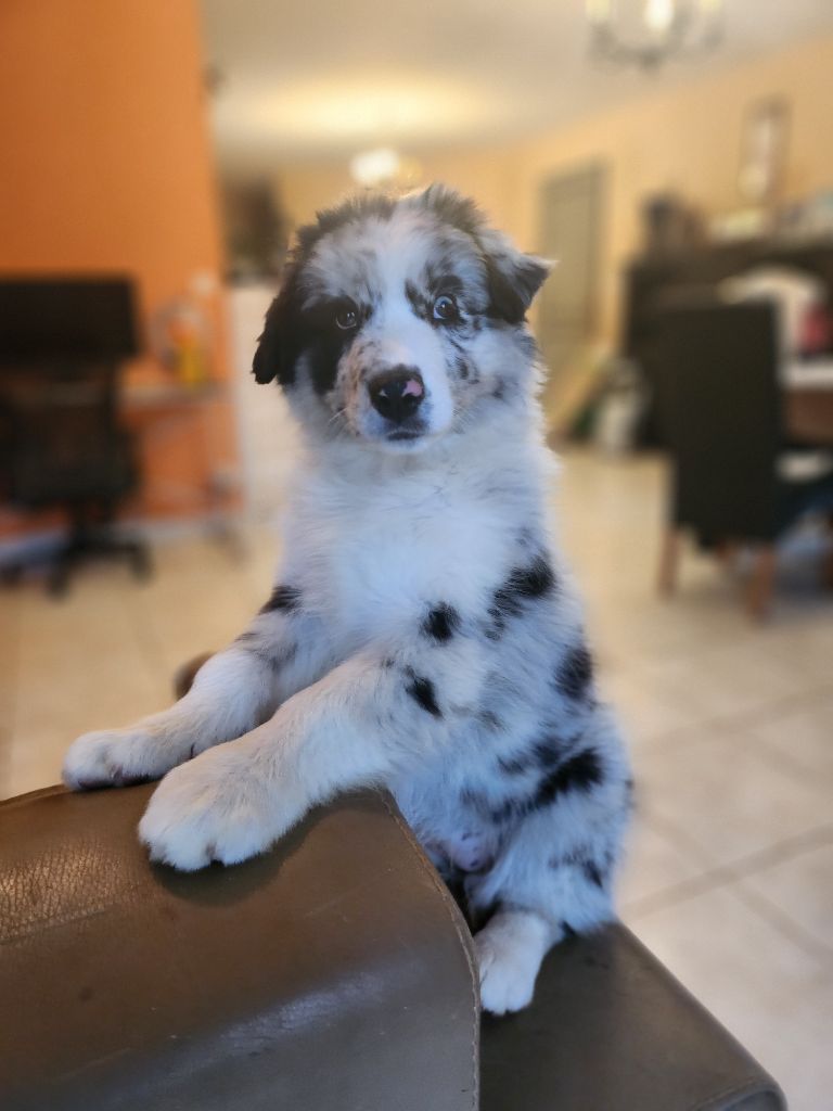 Des Princes De Malibas - Chiots disponibles - Berger Australien