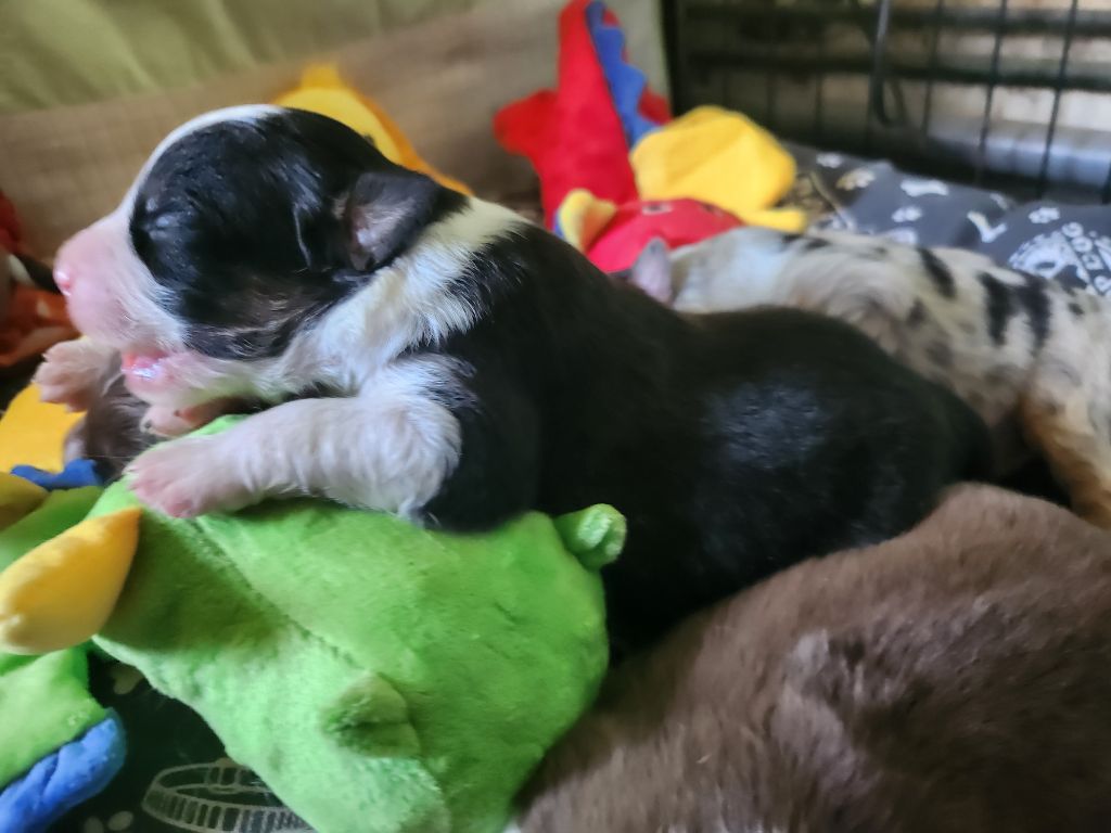 Des Princes De Malibas - Chiots disponibles - Berger Australien