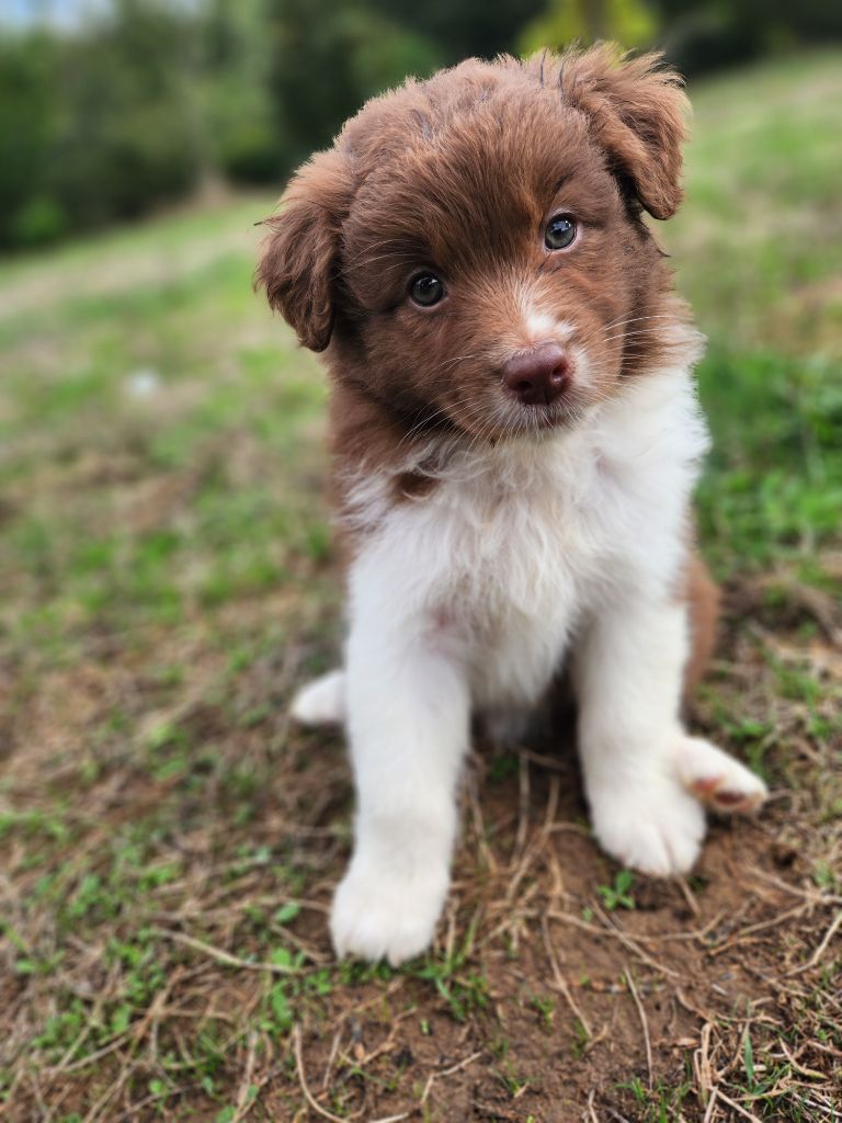 Des Princes De Malibas - Chiots disponibles - Berger Australien