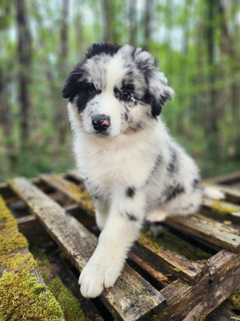 Des Princes De Malibas - Chiots disponibles - Berger Australien