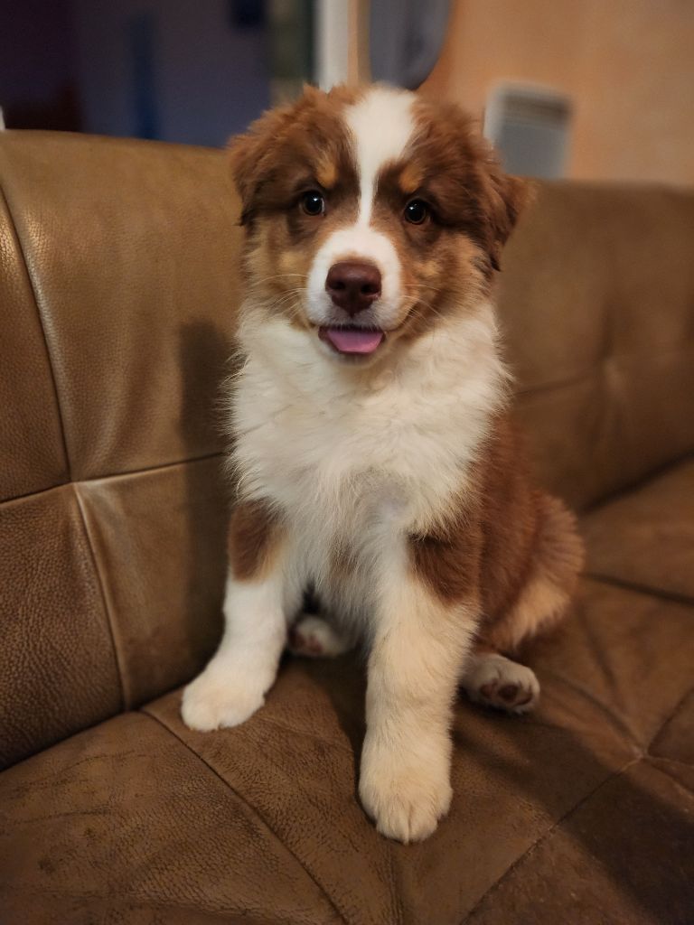 Des Princes De Malibas - Chiots disponibles - Berger Australien