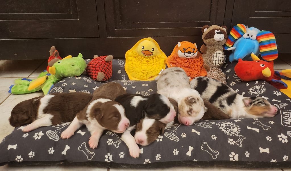 Chiot Berger Australien Des Princes De Malibas