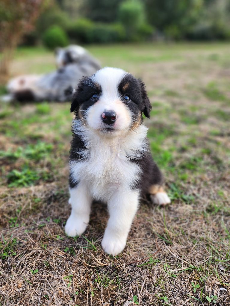 Des Princes De Malibas - Chiots disponibles - Berger Australien